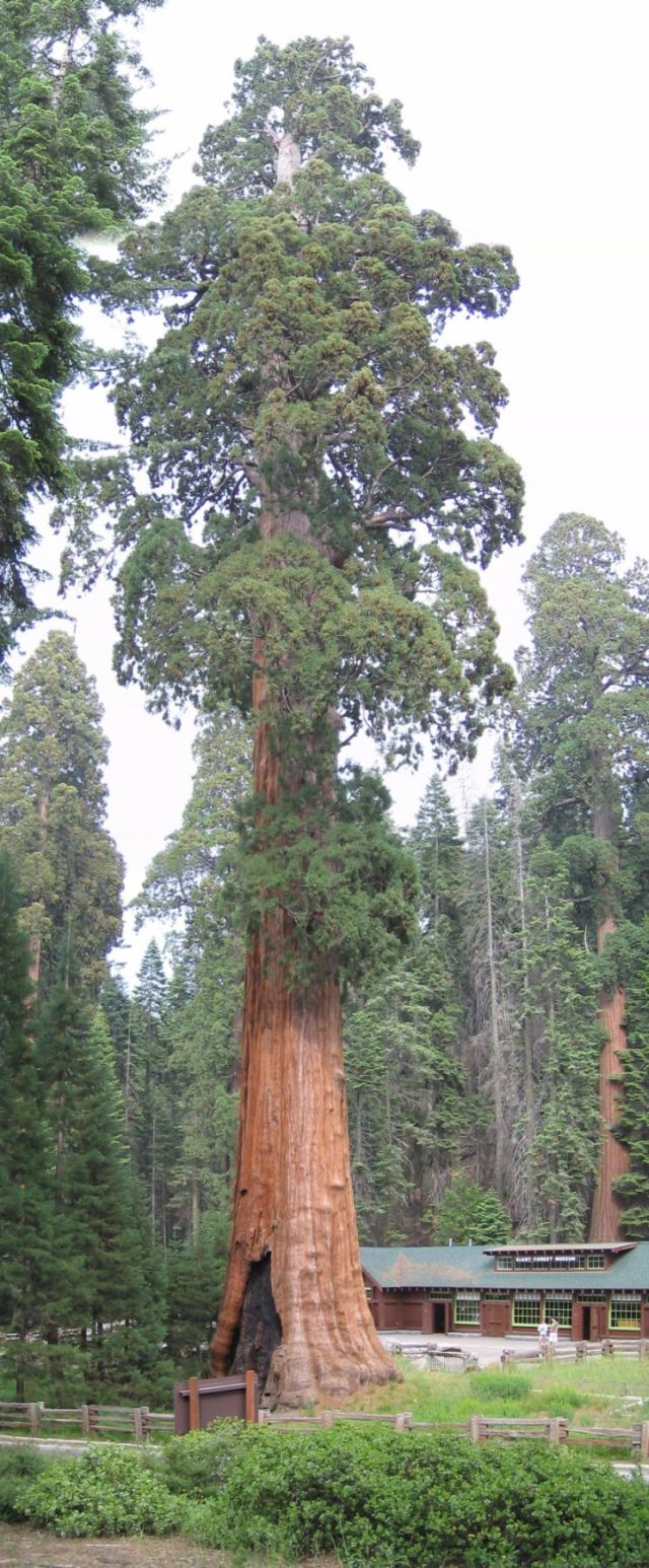 Sentinel Sequoia at Sequoia National Park (California).