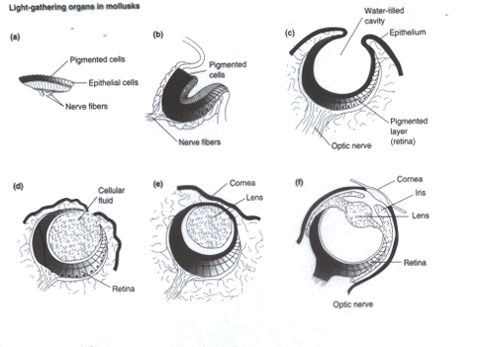 eye diag