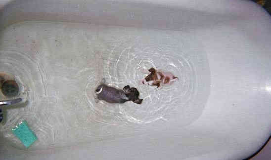 swim, my puppies,swim