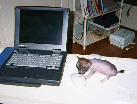 max&mouse