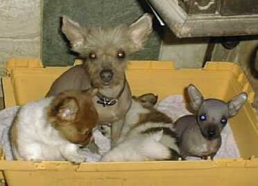 Cima and Pups