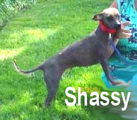 Shassy