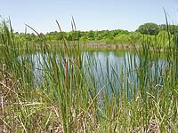 The pond is deep, dark and secluded.