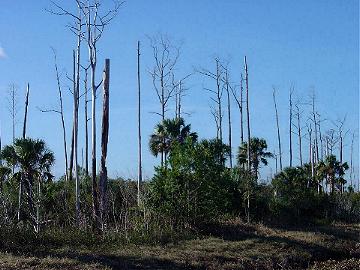 Seminole Woods, six years later