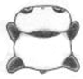 panda-07.gif (6452 bytes)