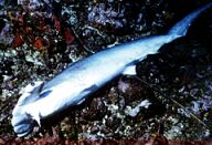 A victim of human greed: A hammerhead shark lying dead on the sea bed. See the fins? What fins? Exactly.