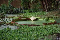 Giant (or Victorian) Water Lily
