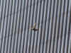 Slide15.jpg (45170 bytes)
