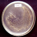 clearzone.jpg (16993 bytes)