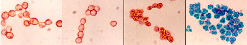 spore formation