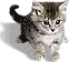 my cats