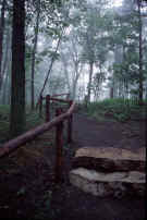 misty_trail.jpg (65970 bytes)