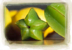 sti-starfruit-02 copy.jpg (35681 bytes)