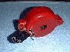 Red Clam