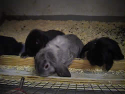 baby mini lops