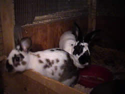 baby satins