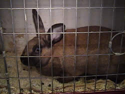 cinnimon