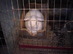 white netherland dwarf
