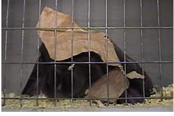 english lop