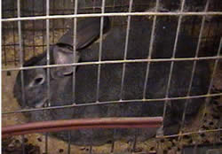 flemish giant