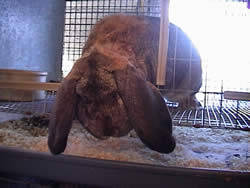 french lop