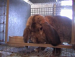 french lop