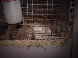 english lop