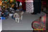 DCP_0009.JPG (661031 bytes)