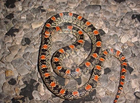 Texas Longnose Snake