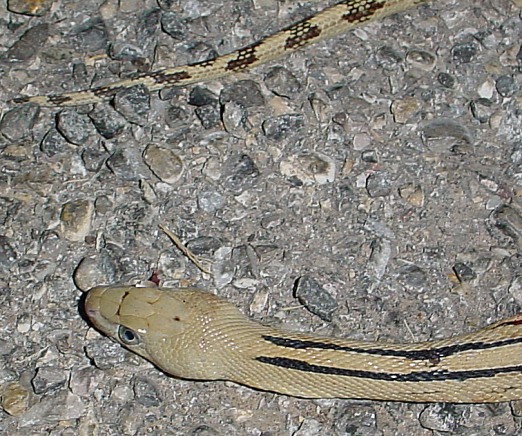 suboc