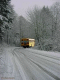 Winter Run