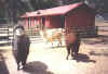 animal1.jpg (23104 bytes)