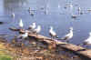 bird.jpg (24005 bytes)