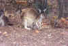 kangaroo1.jpg (28982 bytes)