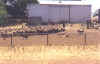 sheep4.jpg (22398 bytes)