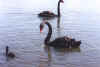 swan.jpg (18286 bytes)