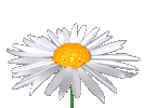 Daisy"