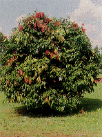 National Tree
