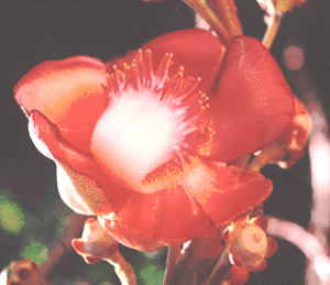 Flower.