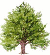 Yew_Tree.gif (10944 bytes)