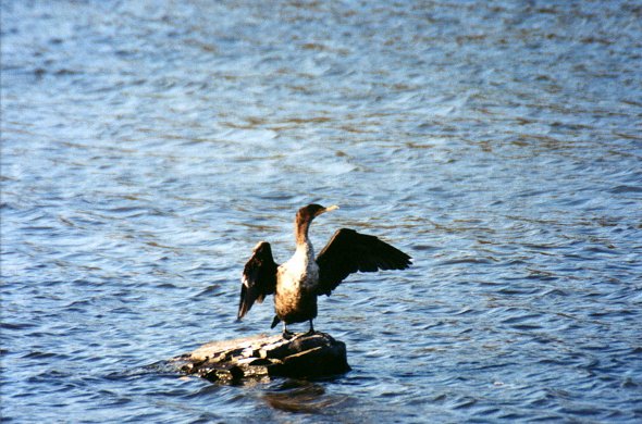 young Double-crested Cormorant drying its wings in rapides de Lachine