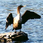 Cormorants