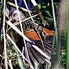 Virginia Rail