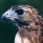 Birds of prey