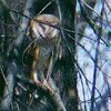 Barn Owl