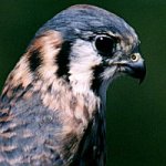 Falcons