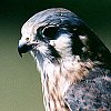 American Kestrel