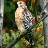 Red-shouldered Hawk