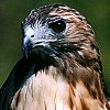 Red-tailed Hawk