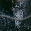 Eastern Screech Owl